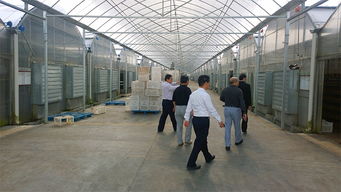 中盛永基食用菌產(chǎn)品全解析 最新展示與專(zhuān)業(yè)展覽服務(wù)